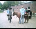 Junkern-beel Junkern-beel