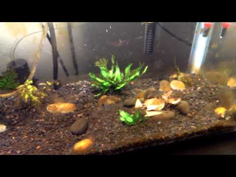 how to eliminate brown algae in aquarium