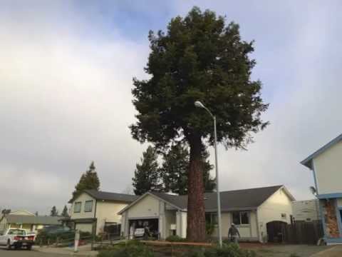 how to grow a redwood tree ftb