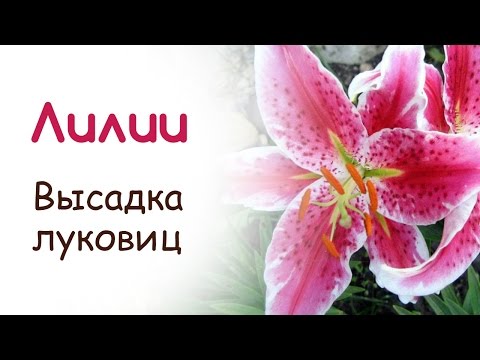 YouTube Трейлер