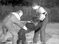 Bouvier des flandres Tsar de la Saulaie Maraiche