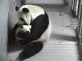Amazing Lun Lun & Mei Lan, Playing & Nursing