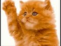 Funny Cat and Dog Clips - Thumb #3