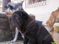 Shar pei  Kioma  Xika
