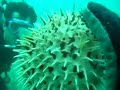Fun with puffer fish part 2 Fun with puffer fish part 2