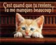 video   un petit chat  j'aurais voulu te dire