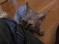 Devon Rex Kittens  9 weeks old