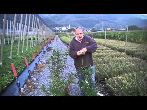 how to fertilize blueberry bushes