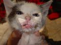 Esterilización