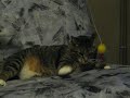 Unmotivated Kitty Unmotivated Kitty