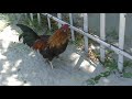 Rooster Crowing Rooster Crowing