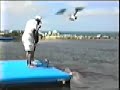 my-dolphin-encounter.html