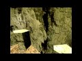 dienos - My way of Kreedz video