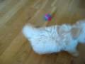 videos de exploring the legs