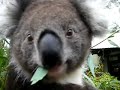 Adelaide Cleland Wildlife Park - Koala