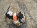 柴犬動画