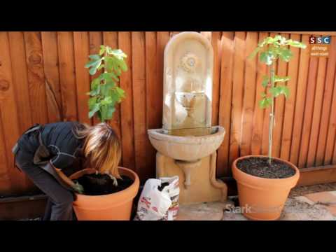 how to transplant fig tree