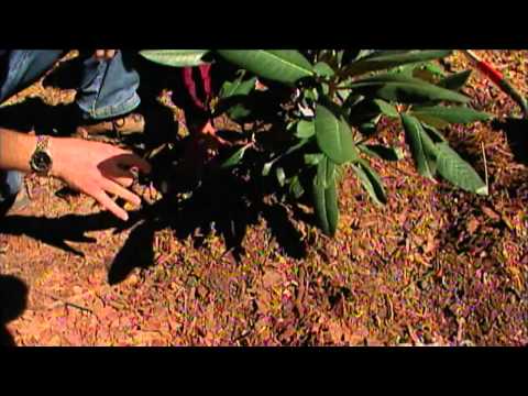 how to replant rhododendron
