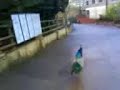funniest video ever, honking peacock