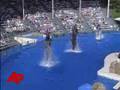 Sea World Dolphin Dies in Collision With Another