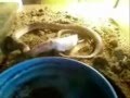 Snake eating a bit too big mouse ;P part 1