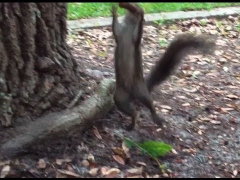 topics - In which Hank and John answer questions from Table Topics (http://dft.ba/-2JZe) in Seaside Florida. Also, there is a really adorable squirrel. Herein we disc...