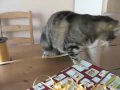 Murdock the Cat at Play