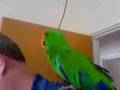 Eclectus talking