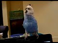 Bobby shake your tail feather Bobby shake your tail feather