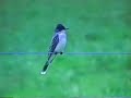 Eastern Kingbird Eastern Kingbird