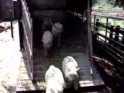 Southdown Lambs Arrive