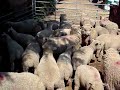 Southdown Lambs Arrive
