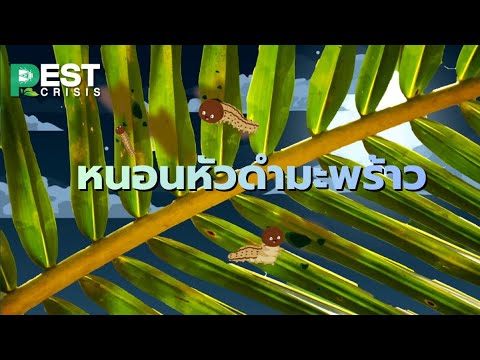 PEST CRISIS EP.3 หนอนหัวดำมะพร้าว