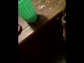 My dog eating peanut butter