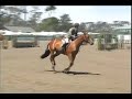 Newport ******Sold!****...2001 15.3+h Selle Francais Gelding. www.LRsporthorses.com Uncomplicated Children's or Junior Hunter with a very flashy jump! He can do it all and is reliable from the x-rails to the 3'6