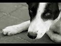 perros maltratados y abandonados