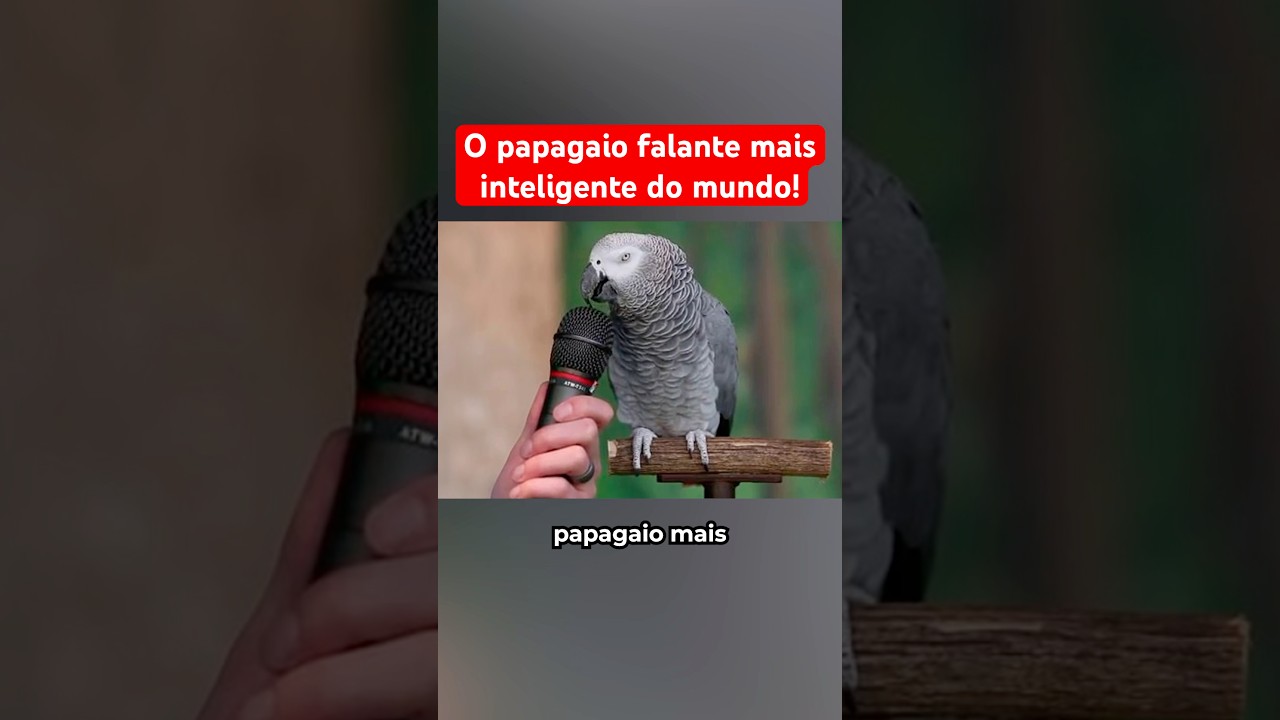 Papagaio Falante Mais Inteligente Do Mundo