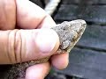 Flying Gecko Flying Gecko