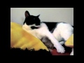 Cat Licking A Hamster - Song by Parry Gripp 猫舐めるハムスター