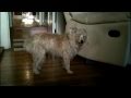 Bhoti the Wizzing Wonder.mp4