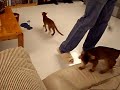 Cat funny jump onto couch   ????