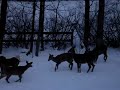 White Tail Deer Eating in Pennsylvania