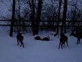 White Tail Deer Eating in Pennsylvania