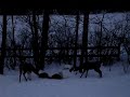 White Tail Deer Eating in Pennsylvania
