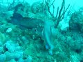 battle of fishes Santiago de Cuba battle of fishes Santiago de Cuba
