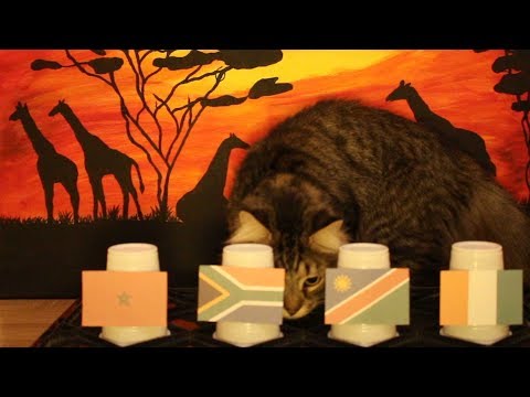 Group D - Cats Africa Cup Of Nations 2019 Prediction