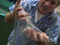 See Video