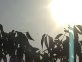 Osprey Attack Kill Dive Nestling Nest Feed