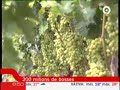 La Uva del Vinalopó en Canal 9