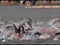 dwight kroening ironman race footage